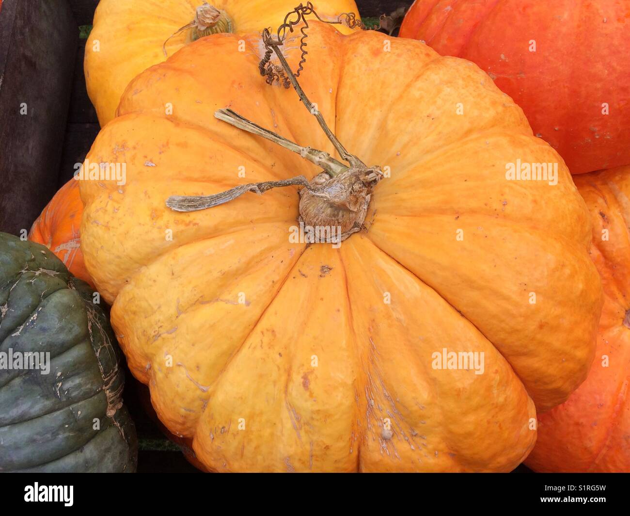 Große Bio Kürbis. - Smartphone-aufgenommenes Stockfoto
