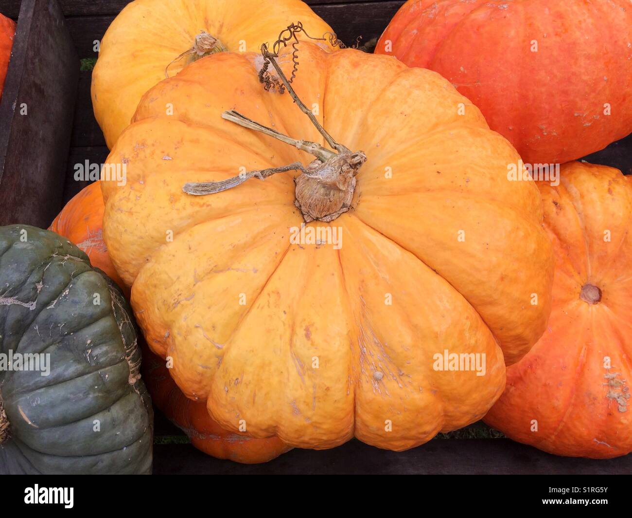 Große organische Kürbisse - Smartphone-aufgenommenes Stockfoto