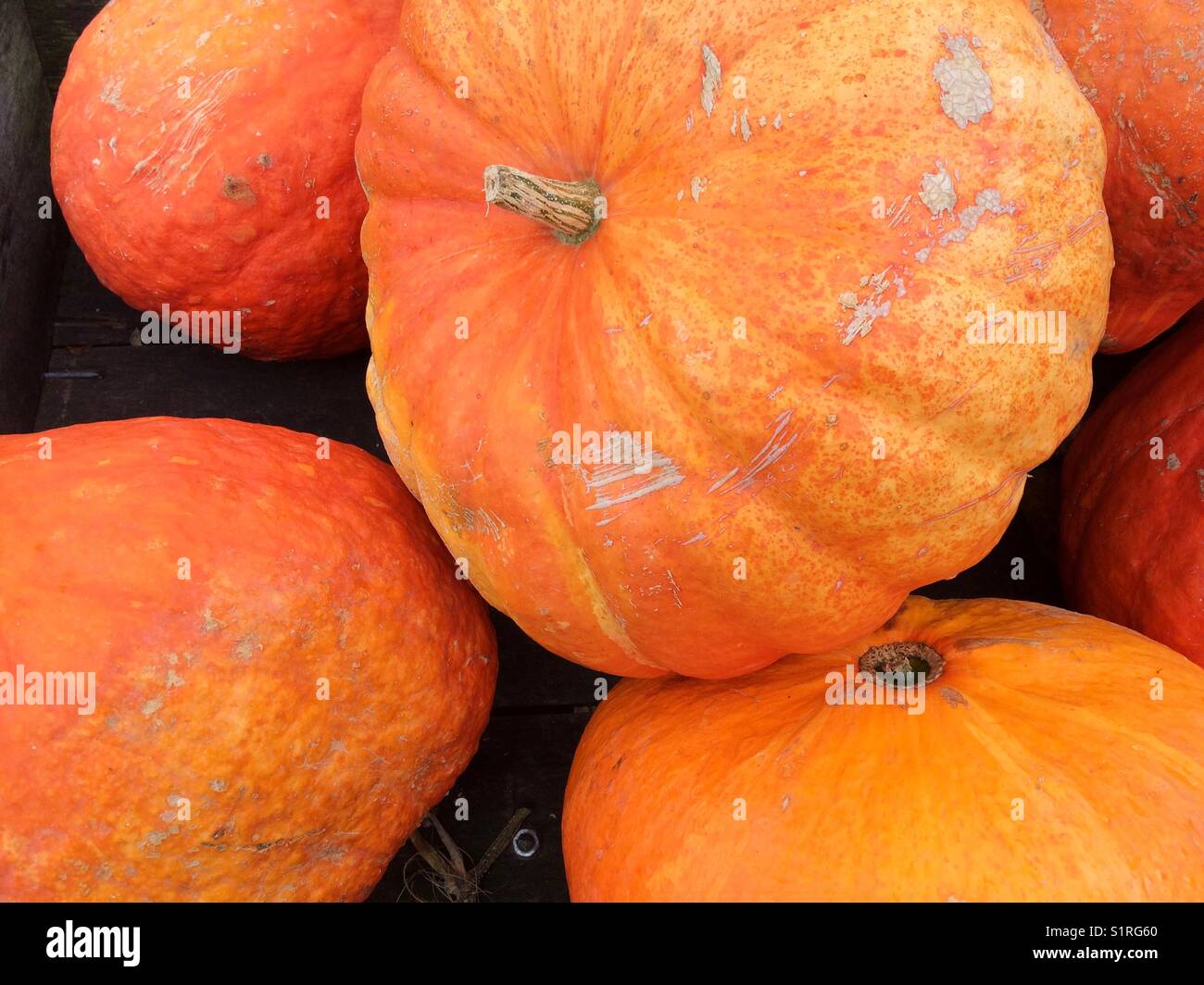 Große organische Kürbisse. - Smartphone-aufgenommenes Stockfoto