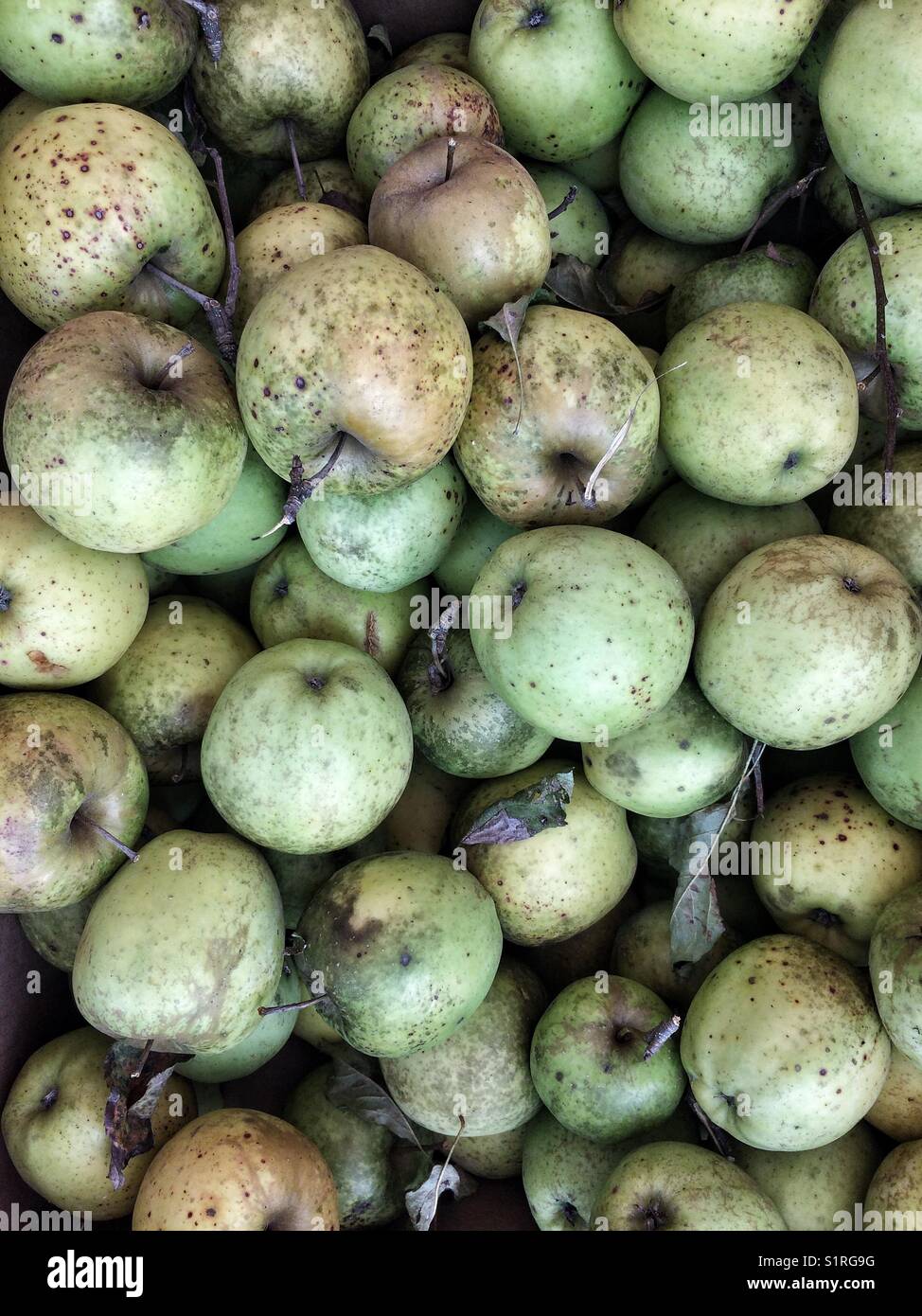 Nahaufnahme von Bio-Äpfeln - Smartphone-aufgenommenes Stockfoto