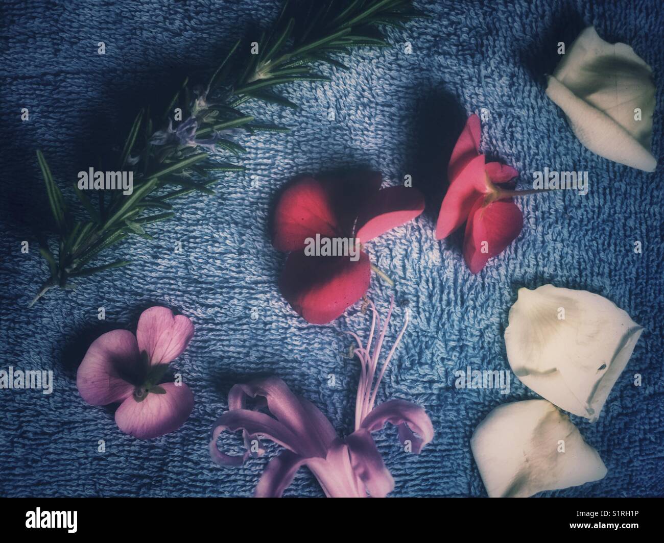 Nahaufnahme Blick auf die Blumen und Blüten Stockfoto