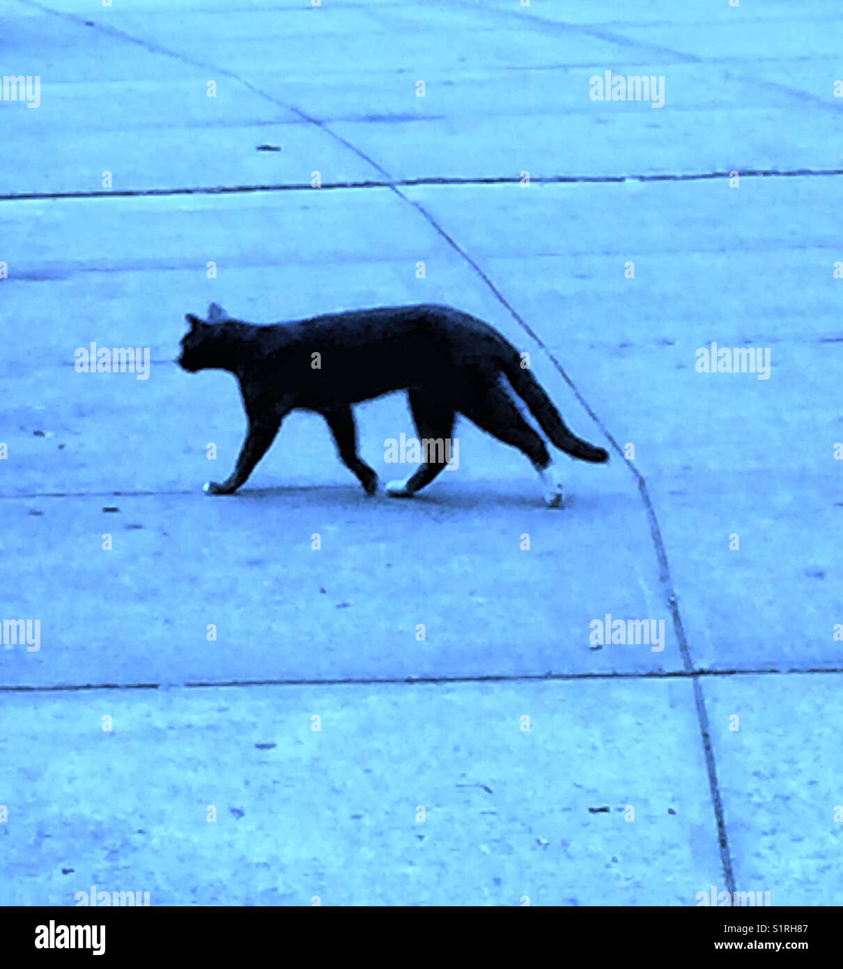 Agile, geschmeidig schwarzer Straße Katze in der Betonwüste Stockfoto