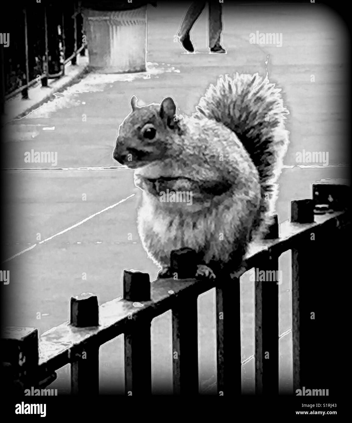 Große nachdenklich Eichhörnchen, auf einem schmiedeeisernen Zaun gehockt, Schwarz und Weiß Stockfoto