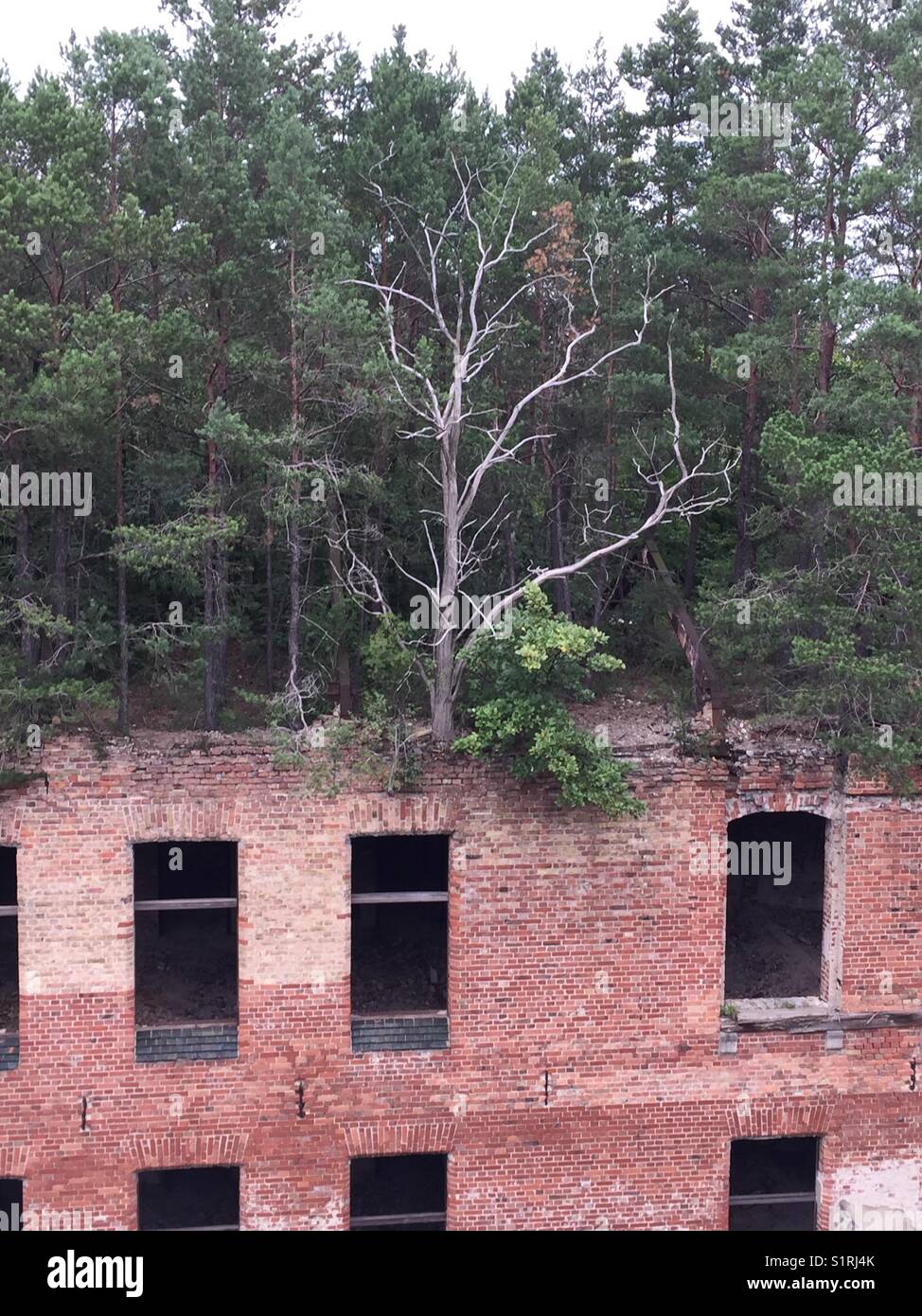 Bäume wachsen vom Dach der Ruine. Stockfoto