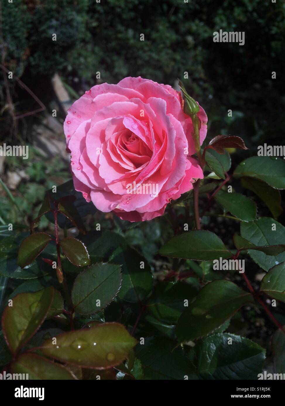 Rosa Rose wie Blume im Garten. Stockfoto