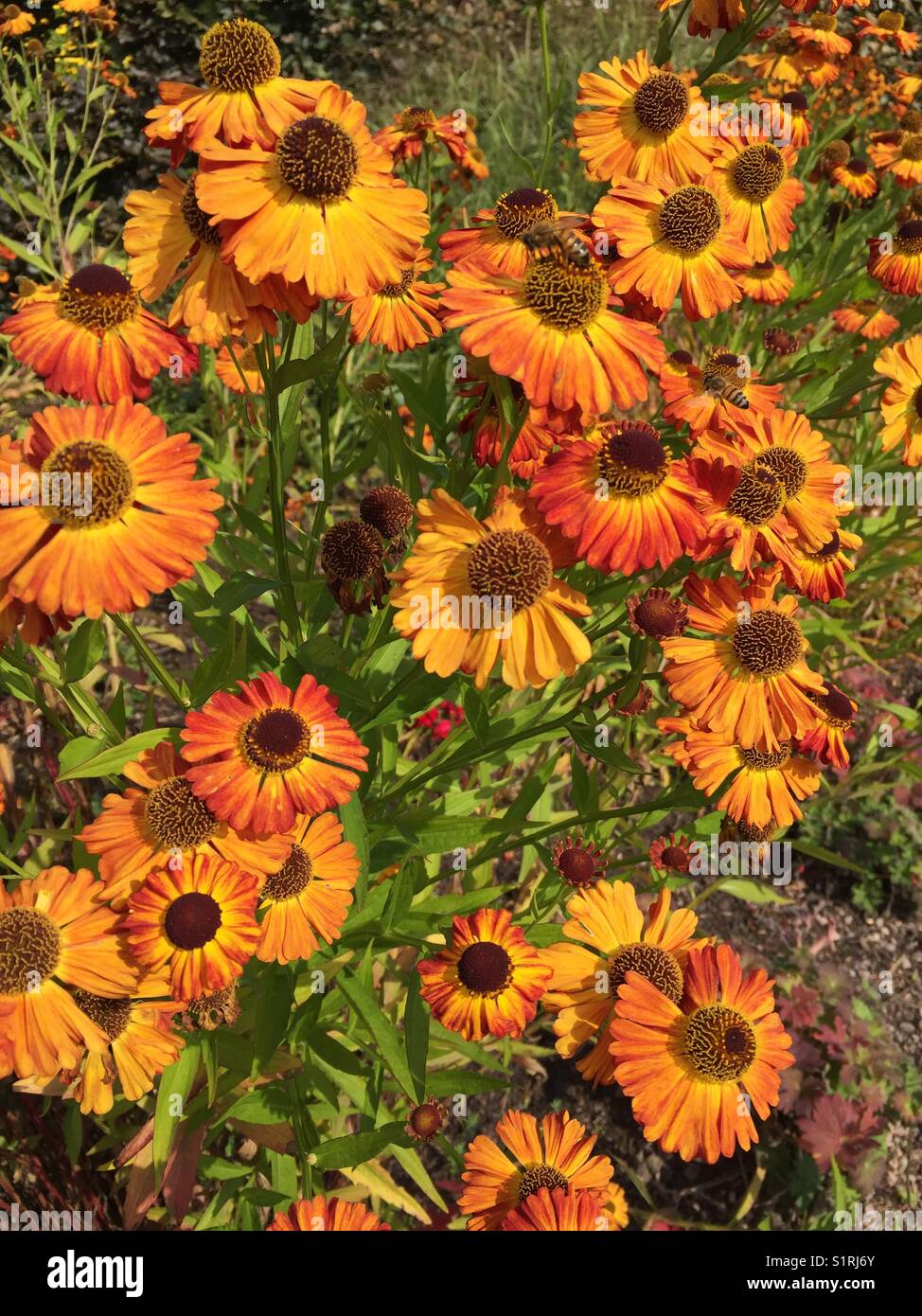 Helenium DES eptemberfuchs" mit orange-gelbe Blüten Stockfoto