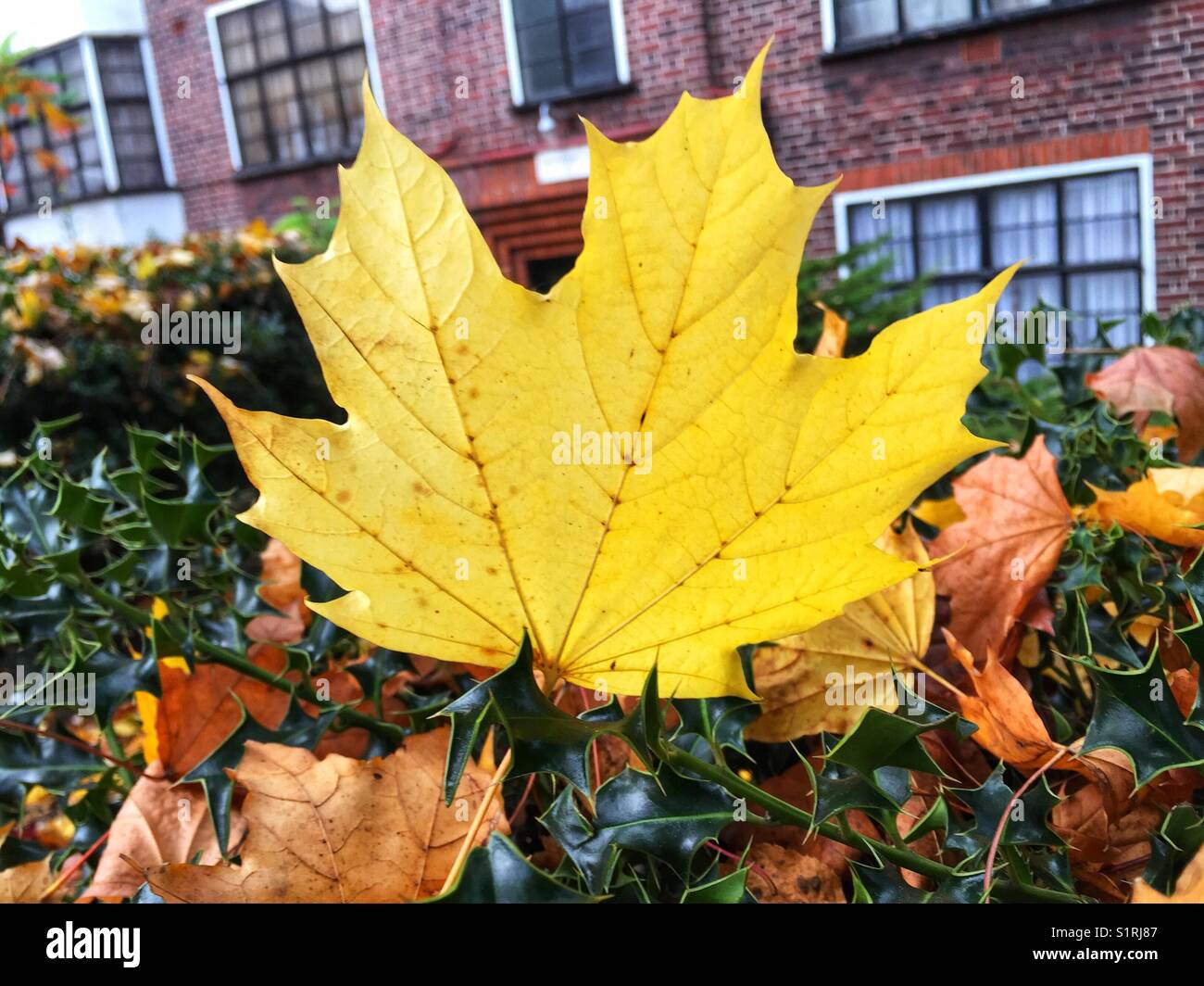 Laub in Muswell Hill, London Stockfoto