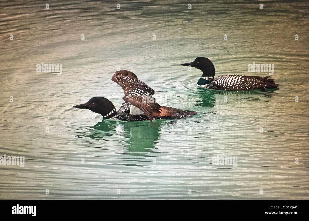 Gemeinsamen loon - Smartphone-aufgenommenes Stockfoto