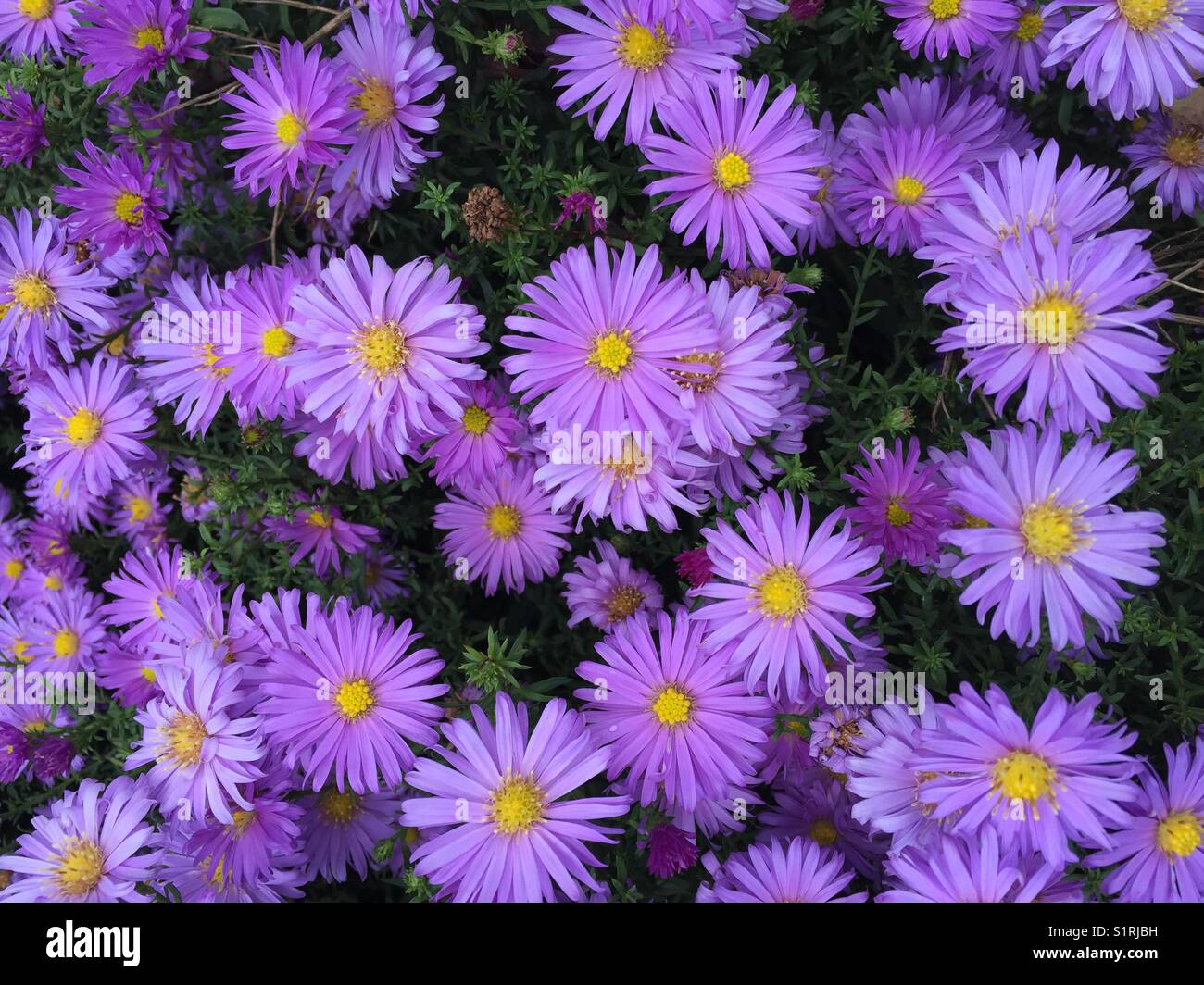 Aster x Frikartii 'Mönch' Lavendel blaue Blume. Michaelmas daisy Stockfoto