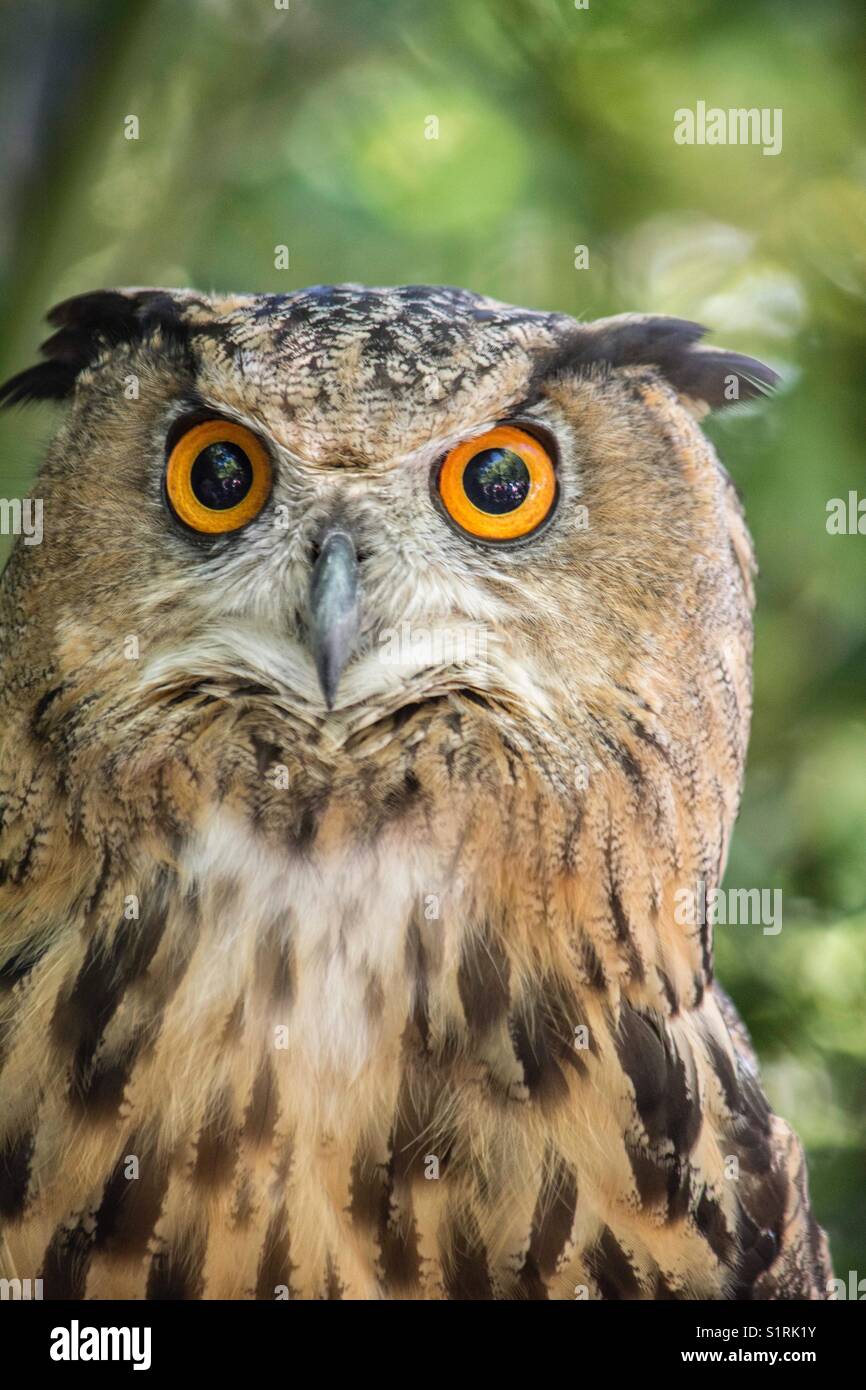 Owl Kopf starring direkt in die Kamera mit großen orangefarbenen Augen und hellen und dunklen braunen Federn. Stockfoto