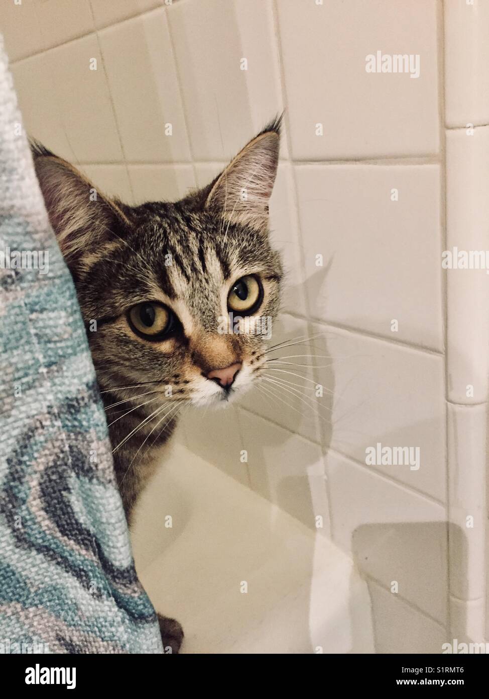 Katze aus der Badewanne lauern Stockfoto