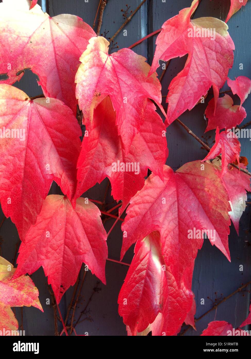 Virginia Creeper wächst über einer grauen Veranda. Stockfoto