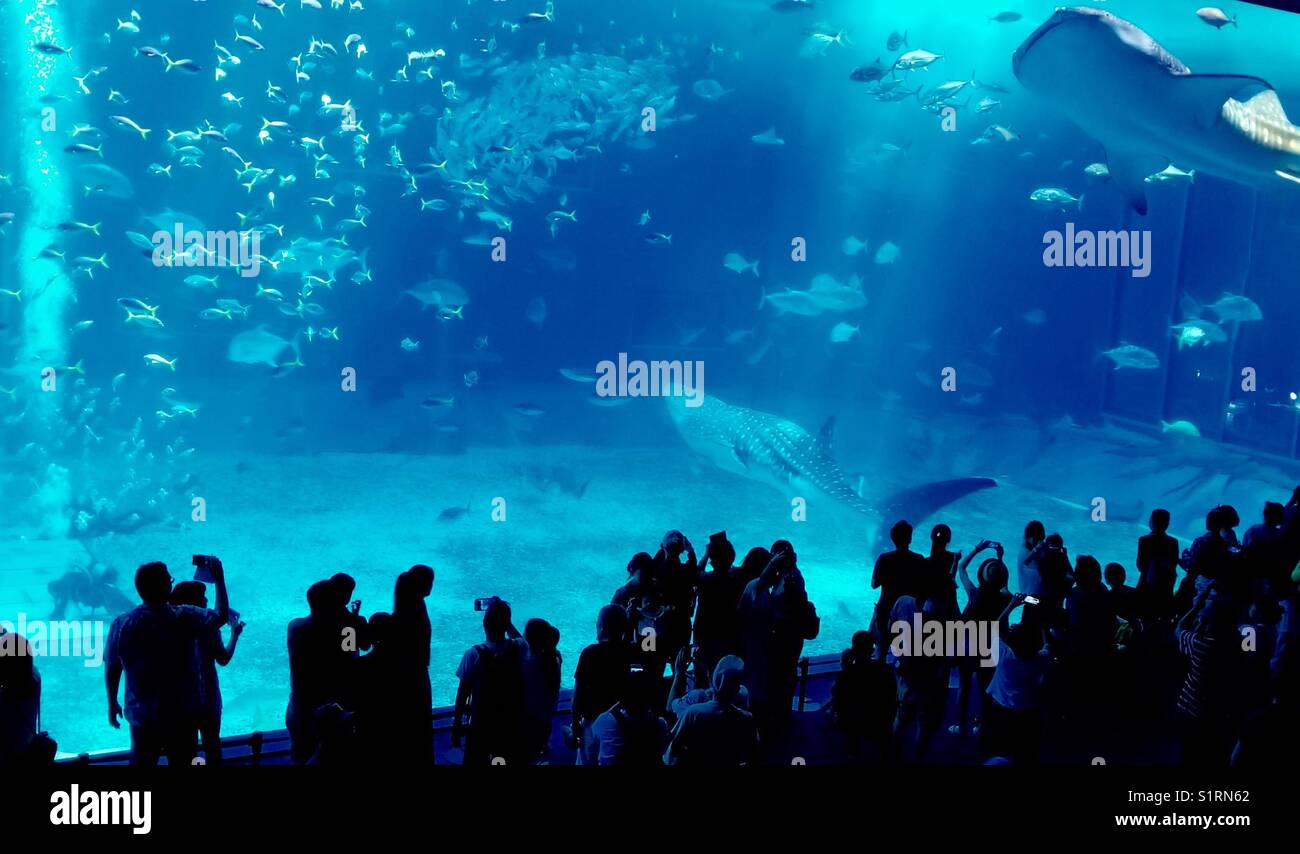 Die Zuschauer genießen den Ozean leben an der Okinawa Aquarium. - Smartphone-aufgenommenes Stockfoto