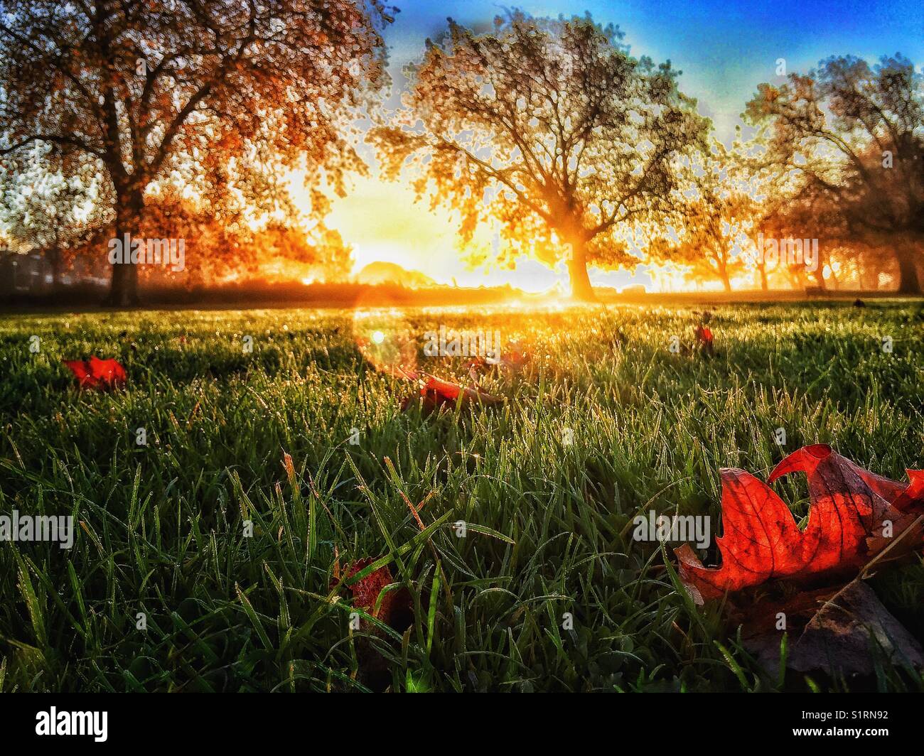 Gefallene Blätter im Peckham Rye Park Stockfoto