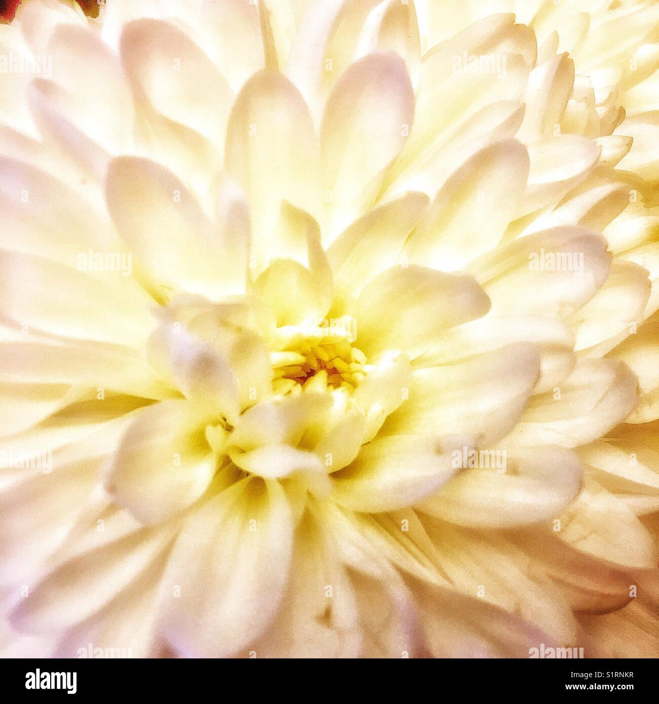 weiße Chrysantheme Stockfoto