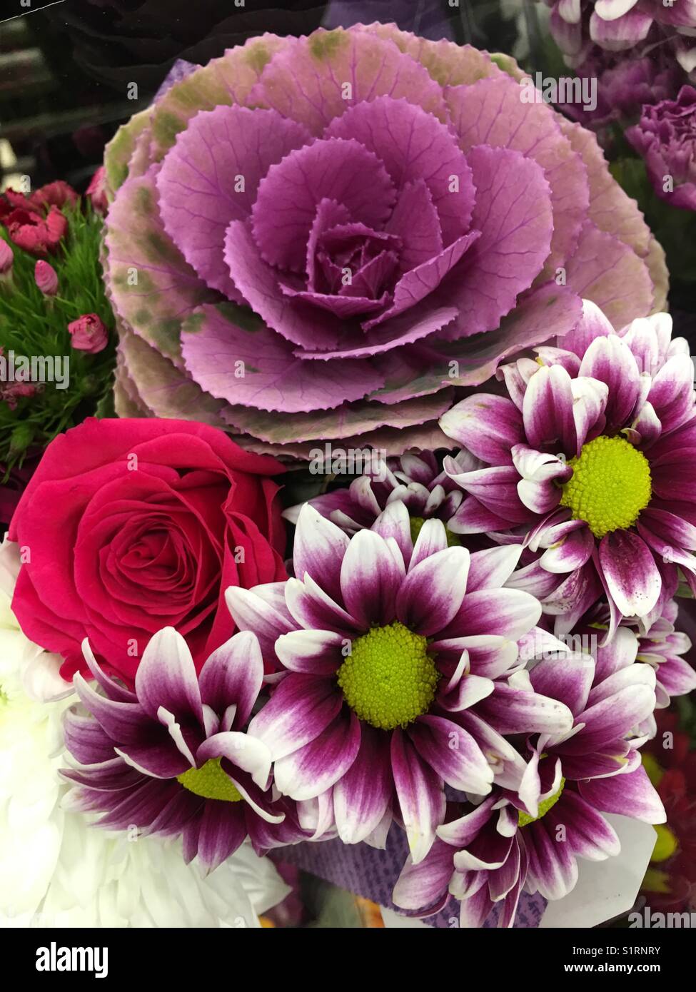 Herbstblumen Chrysanthemenrose Stockfoto