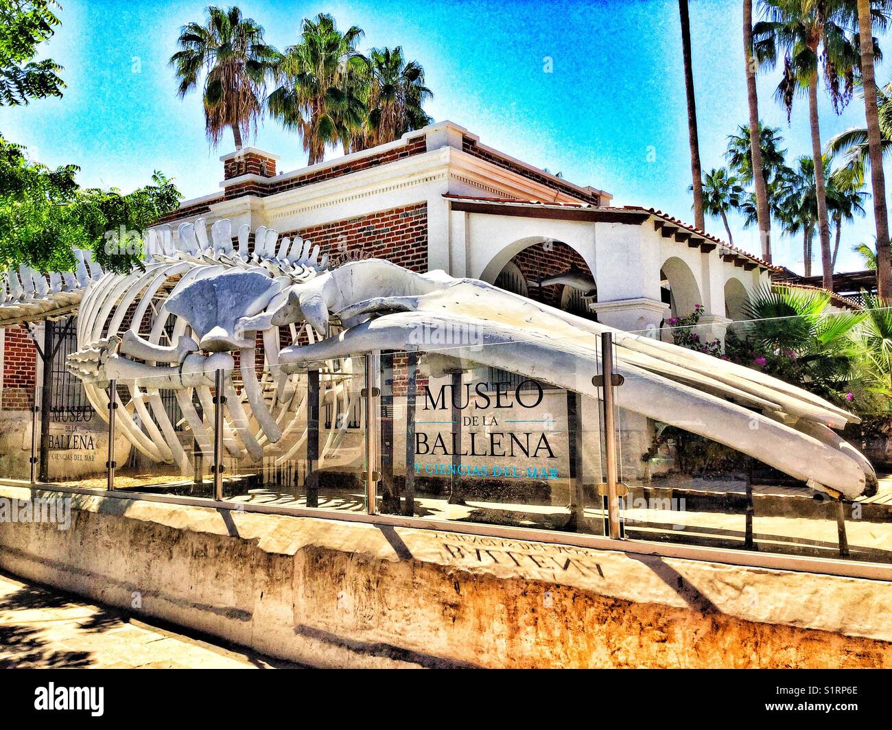 Whale Museum in La Paz, Mexiko. - Smartphone-aufgenommenes Stockfoto