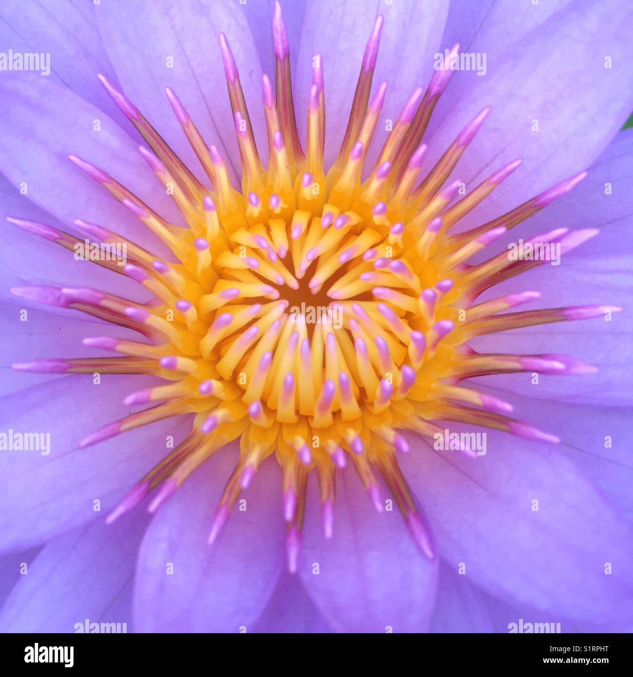 Nahaufnahme einer Seerose Blume Stockfoto