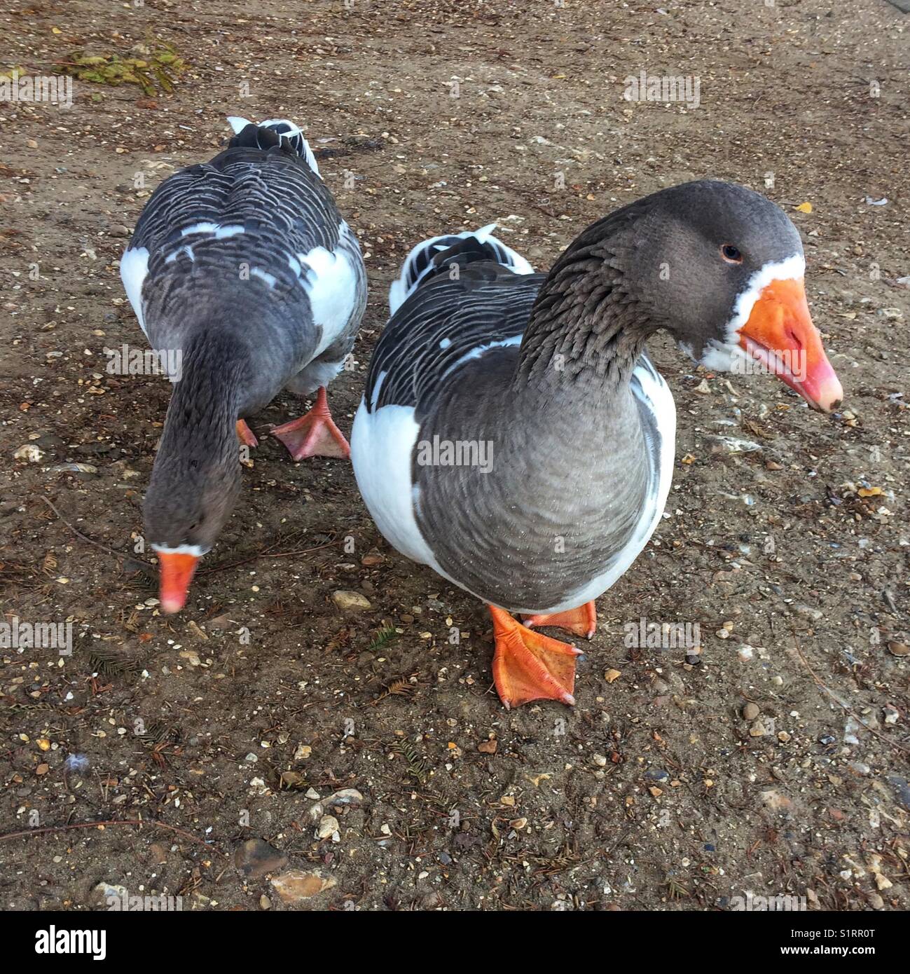 Inländische pommersche Gänse. Stockfoto