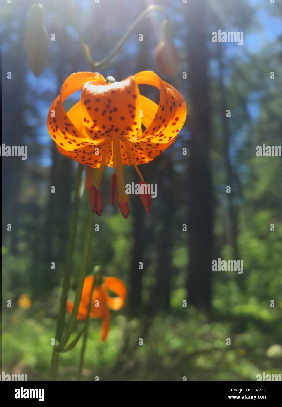 Kelly's Lily ist eine natürliche Lilie in den Sierra Nevada Bergen in halb schattige Bereiche in der Nähe von Wasser gefunden. Stockfoto