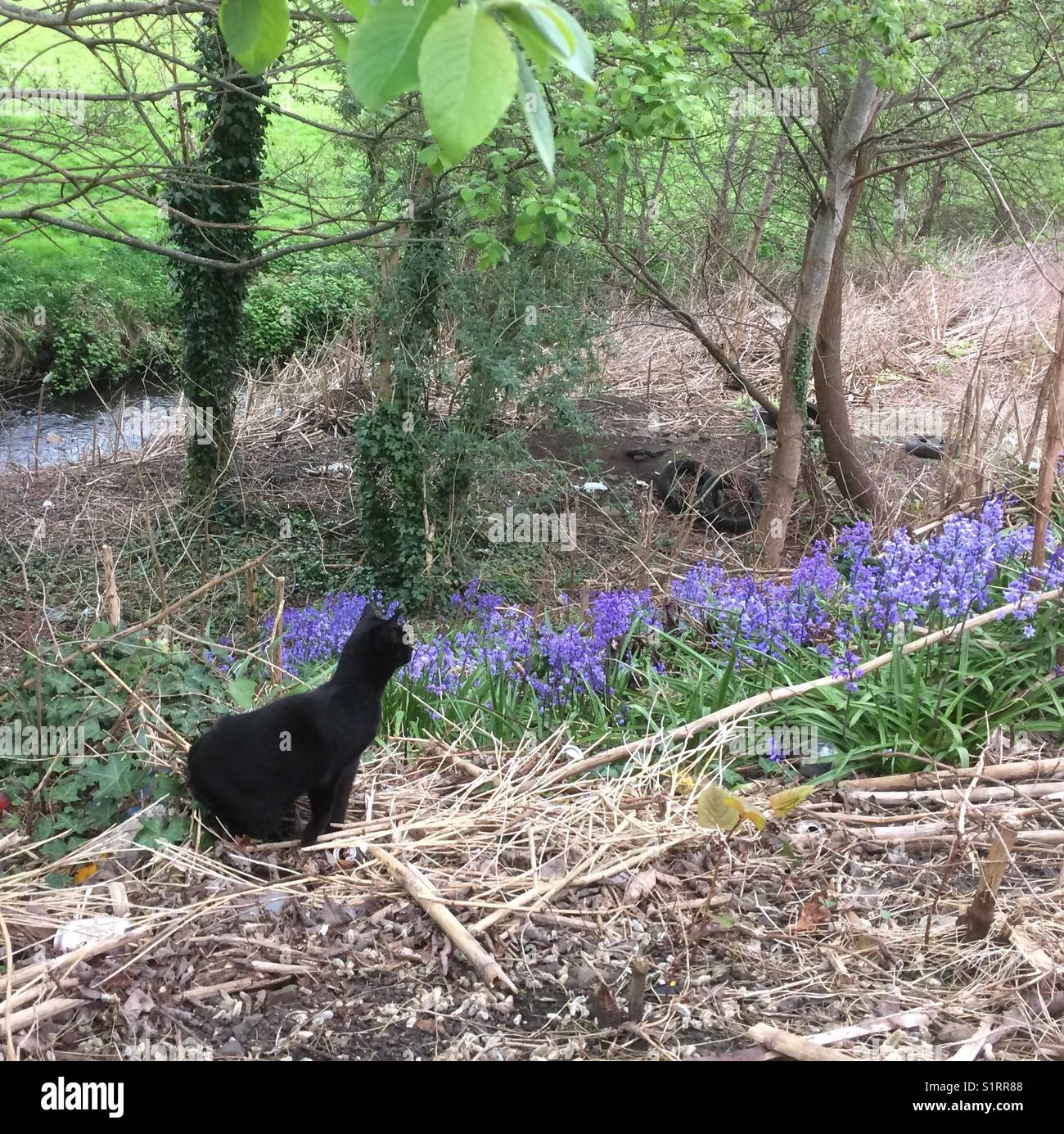 Schwarze Katze stalking Opfer in die glockenblumen. Stockfoto