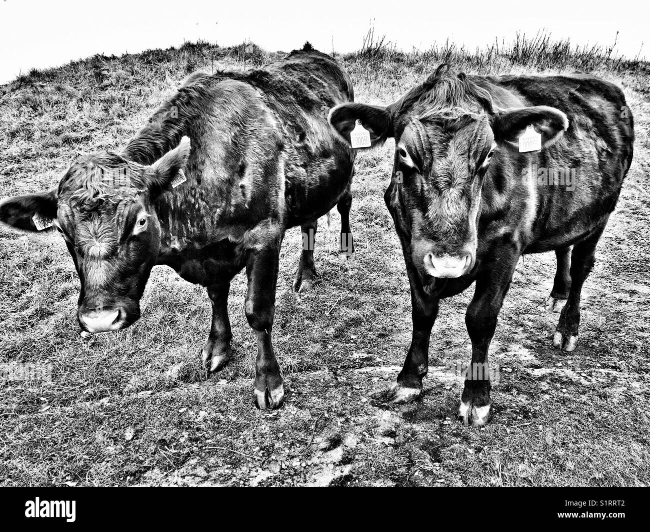 Red Poll Rinder England Stockfoto