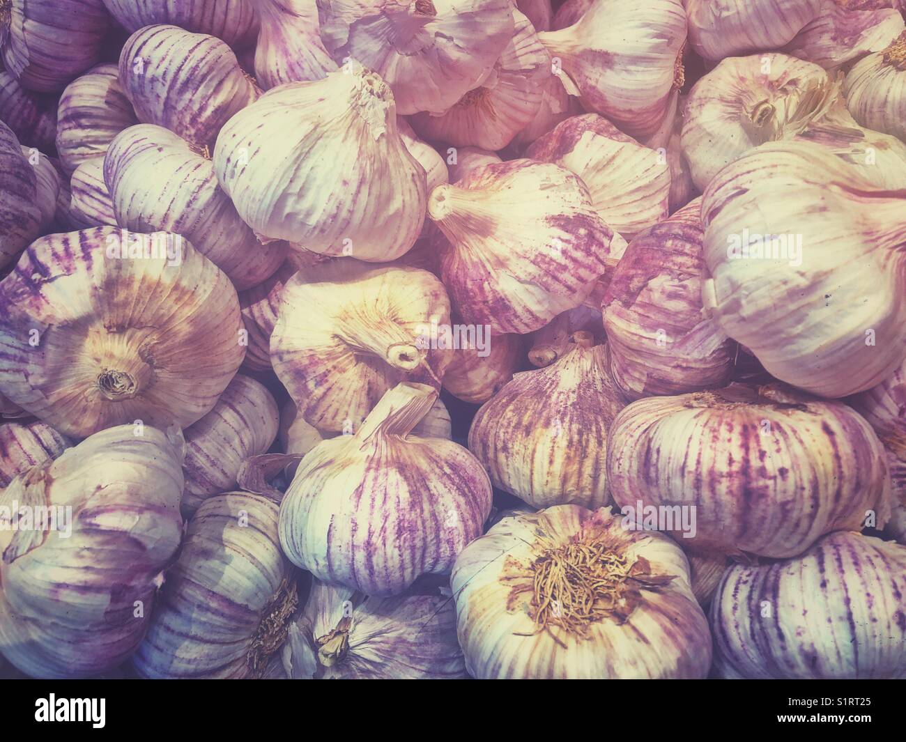 Vollbildansicht großer violetter Knoblauchzwiebeln Stockfoto