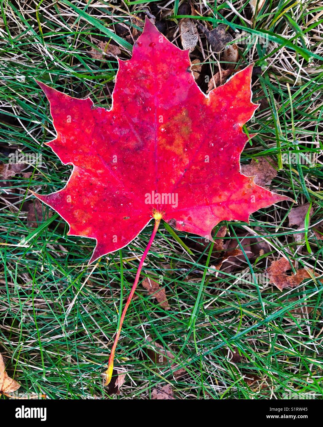 Bright Red maple leaf mit Frost entlang von Kanten Stockfoto