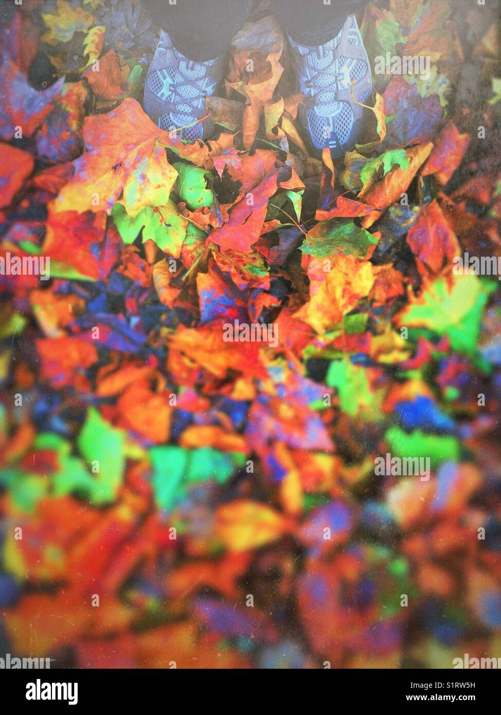 In einem Haufen Blätter im Herbst - Smartphone-aufgenommenes Stockfoto