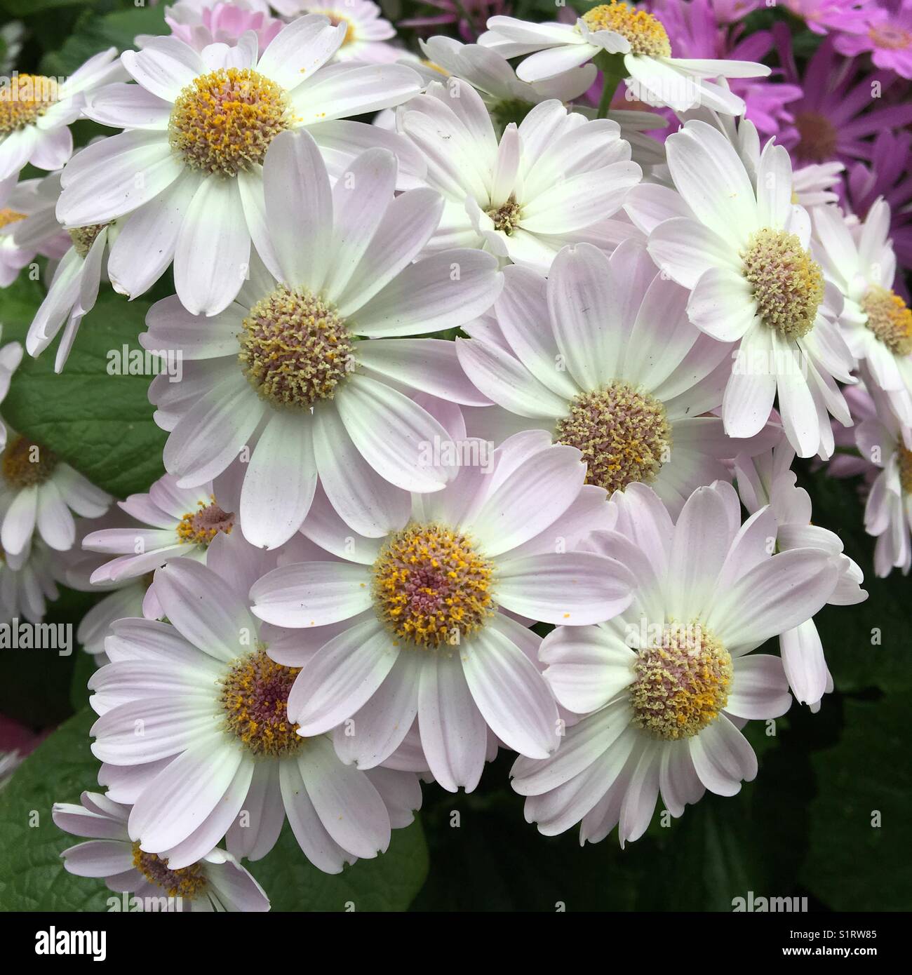 Weiße Cinerarien mit gelben Staubblättern in einem blühenden Blumenbeet - Smartphone-aufgenommenes Stockfoto