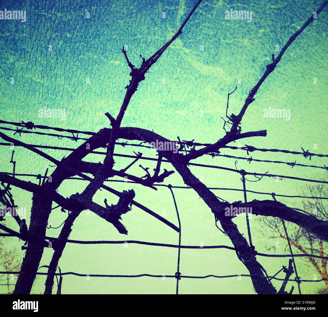 Vinylzweige verdrehen sich in der Dämmerung über Stacheldrahtzaun - Smartphone-aufgenommenes Stockfoto