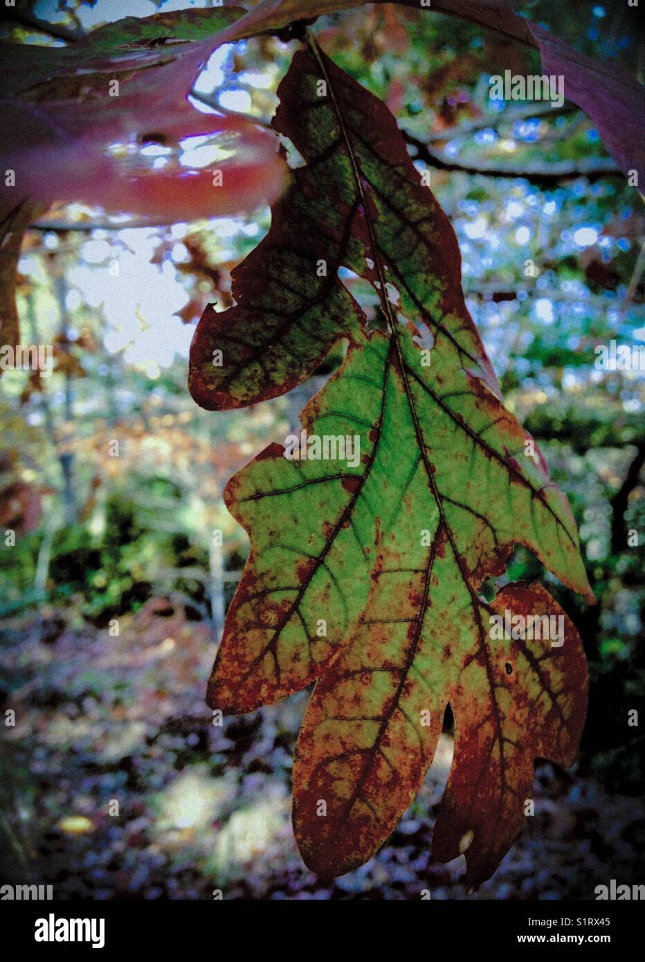 Grünes und braunes Herbsteichenblatt Stockfoto