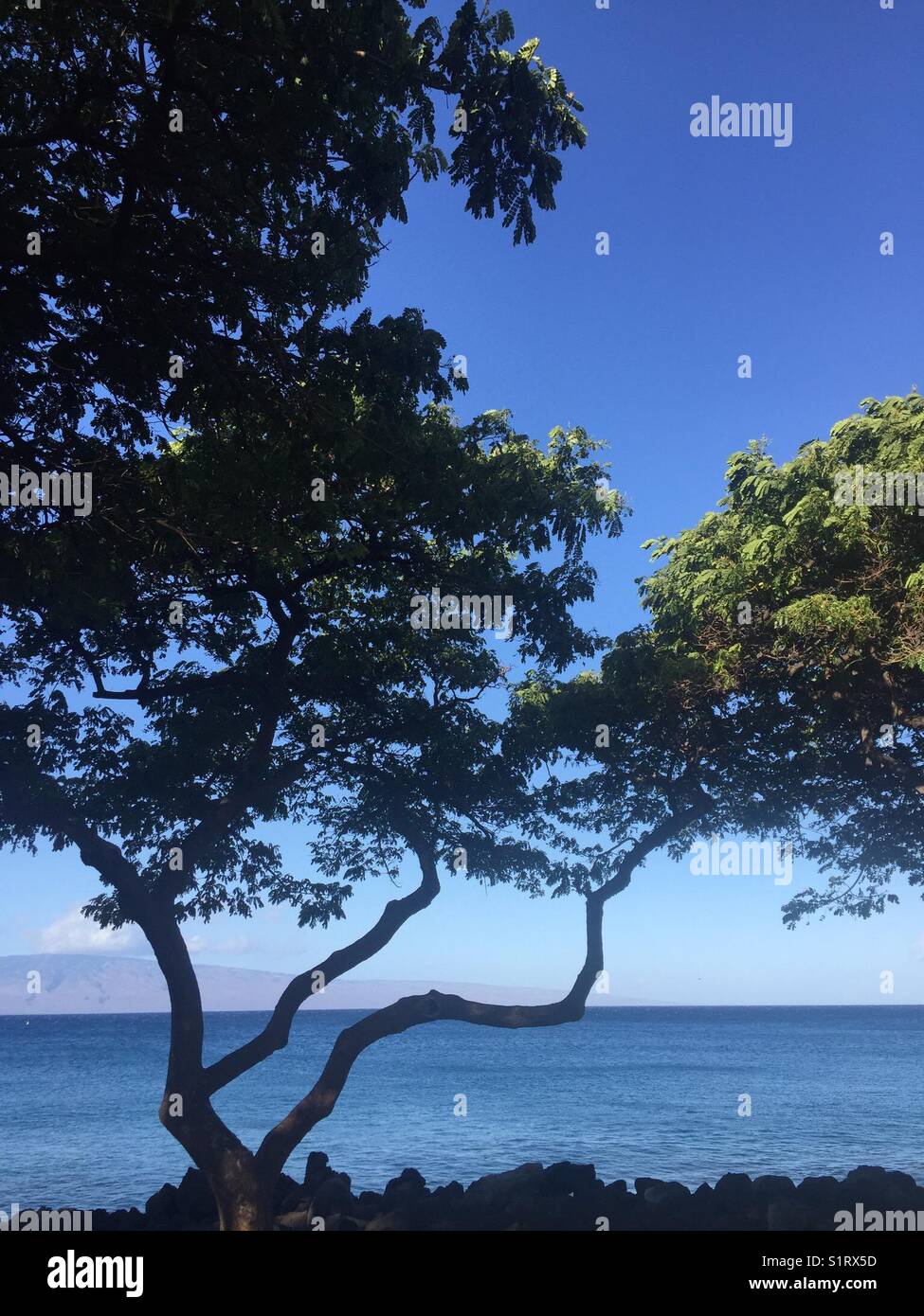 Baum an der Küste von Maui, Hawaii, mit der Insel Lanai im Hintergrund angezeigt Stockfoto