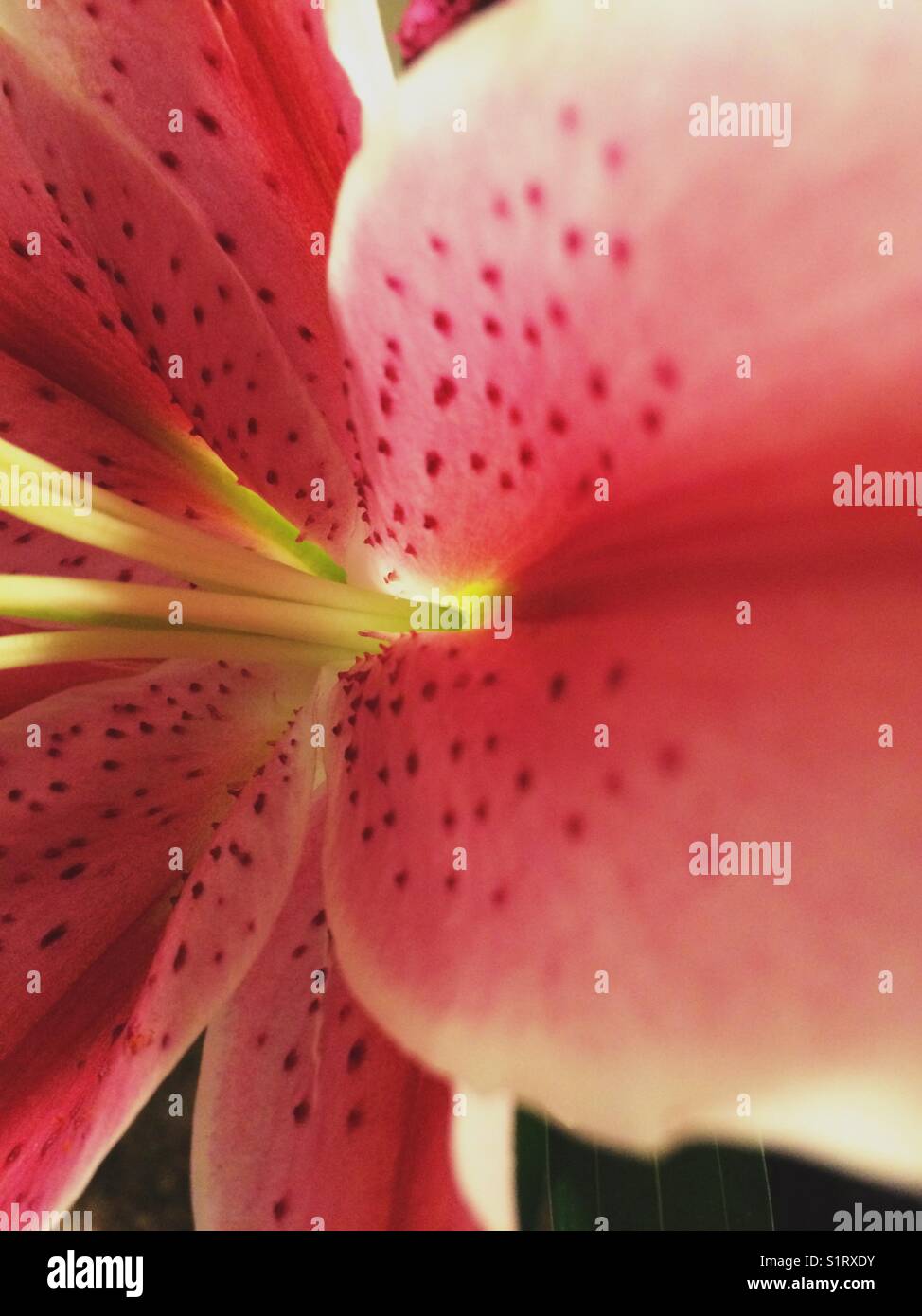 Rosafarbene Orchidee aus nächster Nähe - Smartphone-aufgenommenes Stockfoto