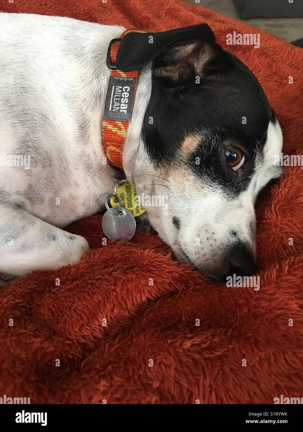 Hund kuschelt mit Decke Stockfoto
