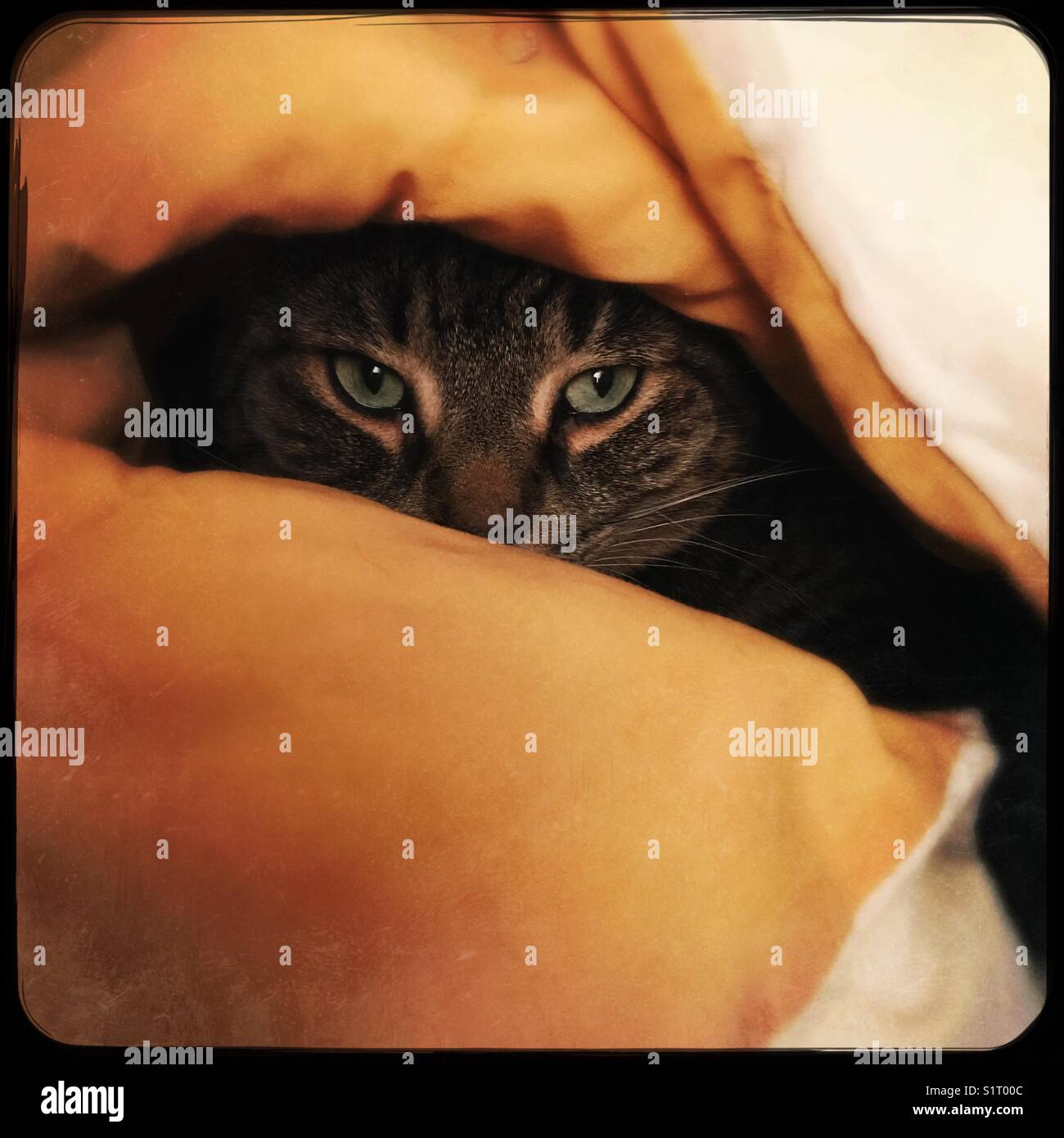Grüne Augen - Smartphone-aufgenommenes Stockfoto
