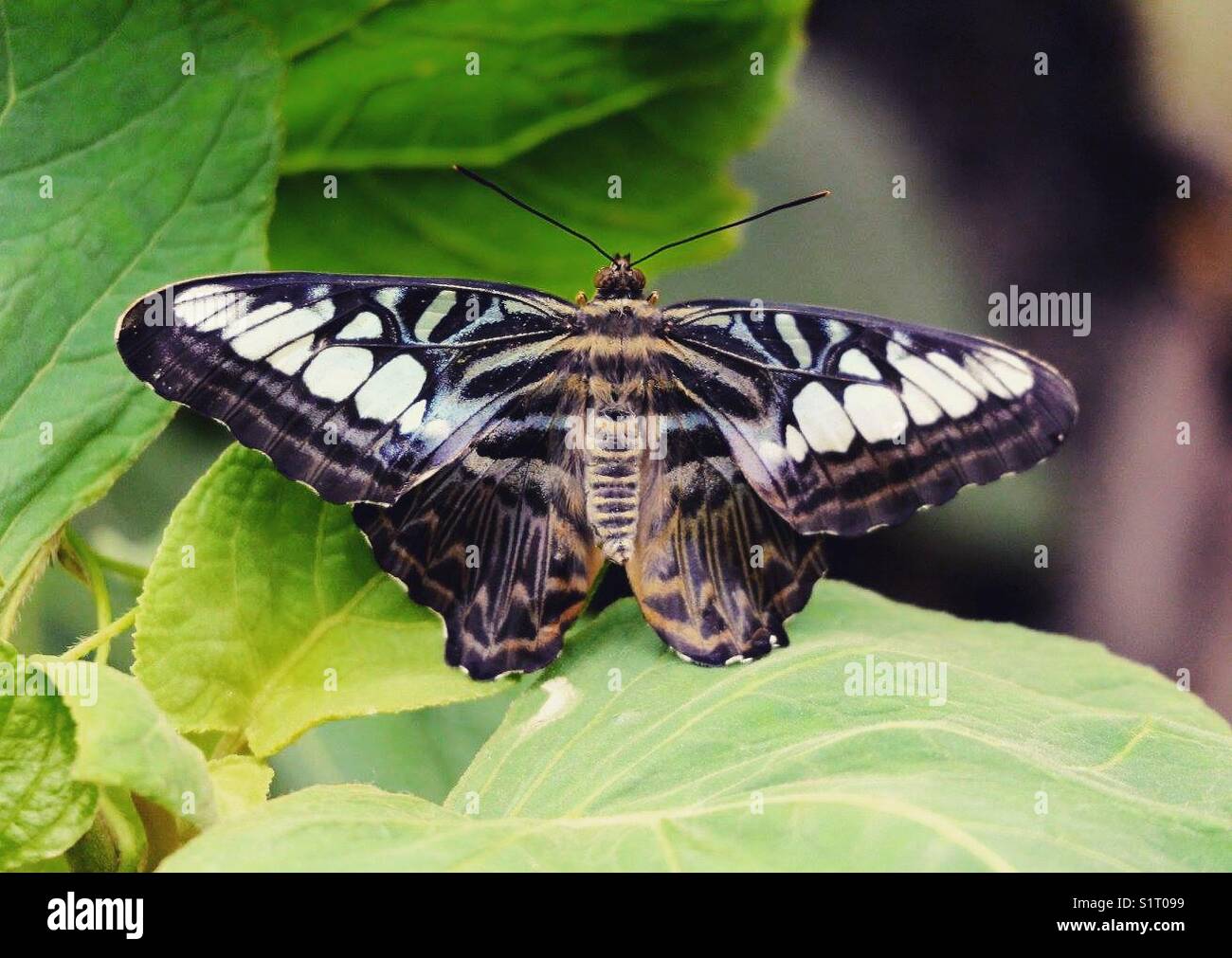 Bunte Schmetterling Stockfoto