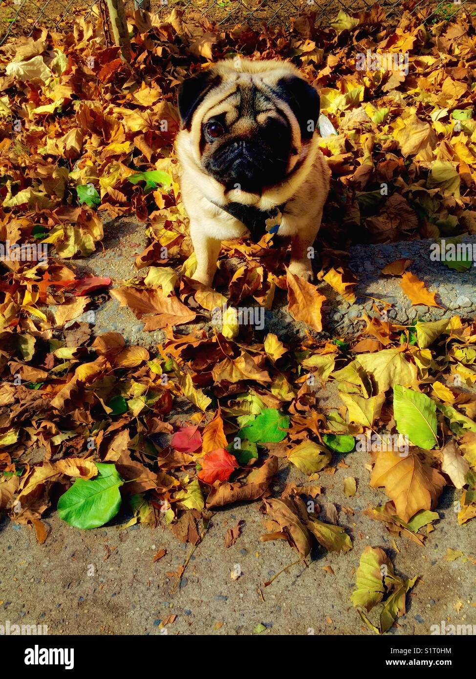 Thanksgiving pug durch bunte Blätter umgeben Stockfoto