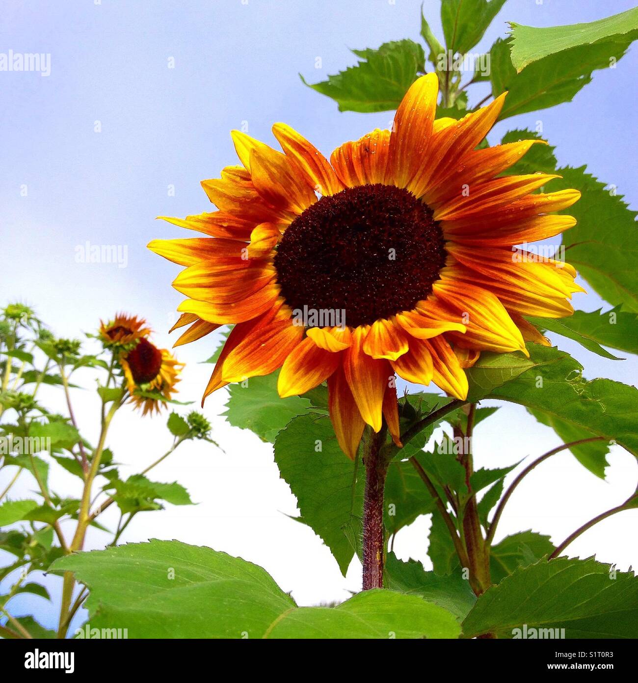 Große Sonnenblumen in Feld mit Sonnenblumen mit blauem Himmel Hintergrund Stockfoto