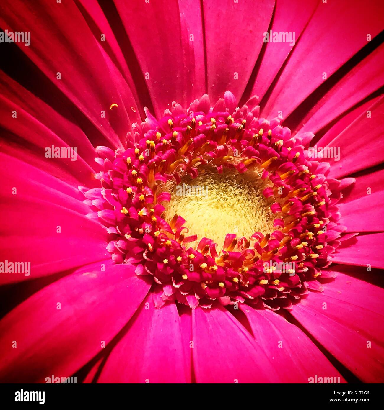 Eine rosa Blume in einem Restaurant in Mexiko-Stadt, Mexiko Stockfoto