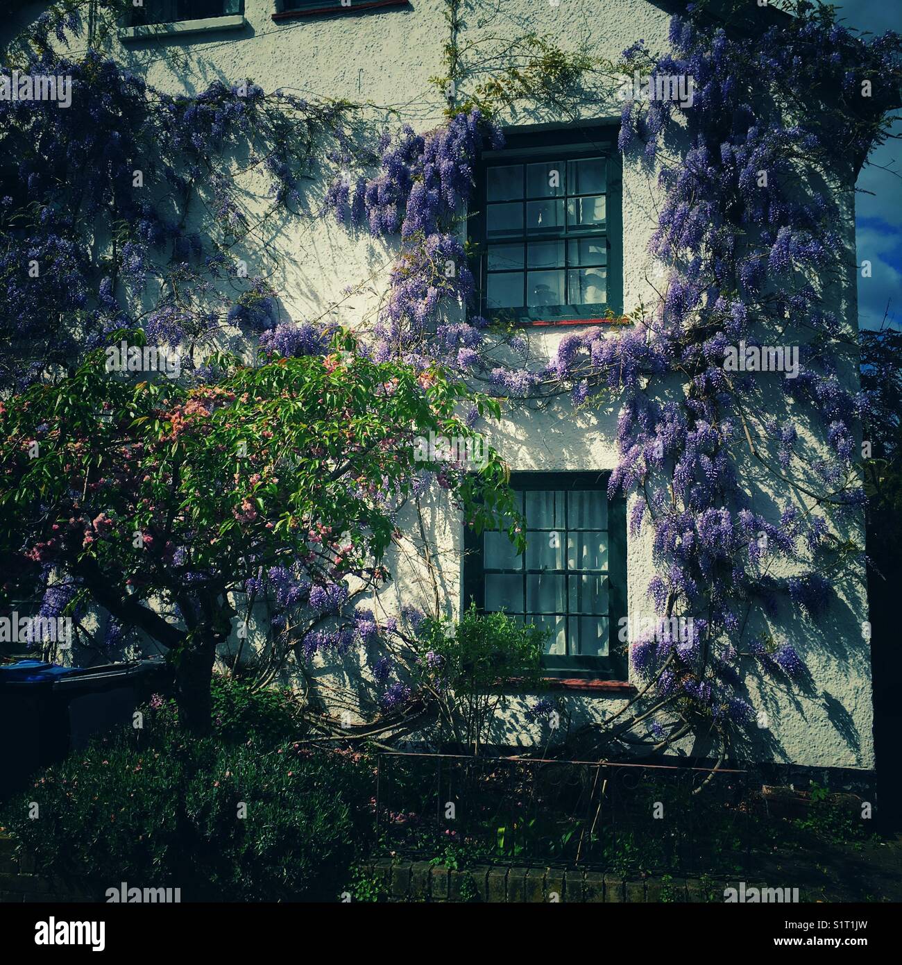 Wisteria auf die Wand von einem Ferienhaus in Surrey, Großbritannien Stockfoto