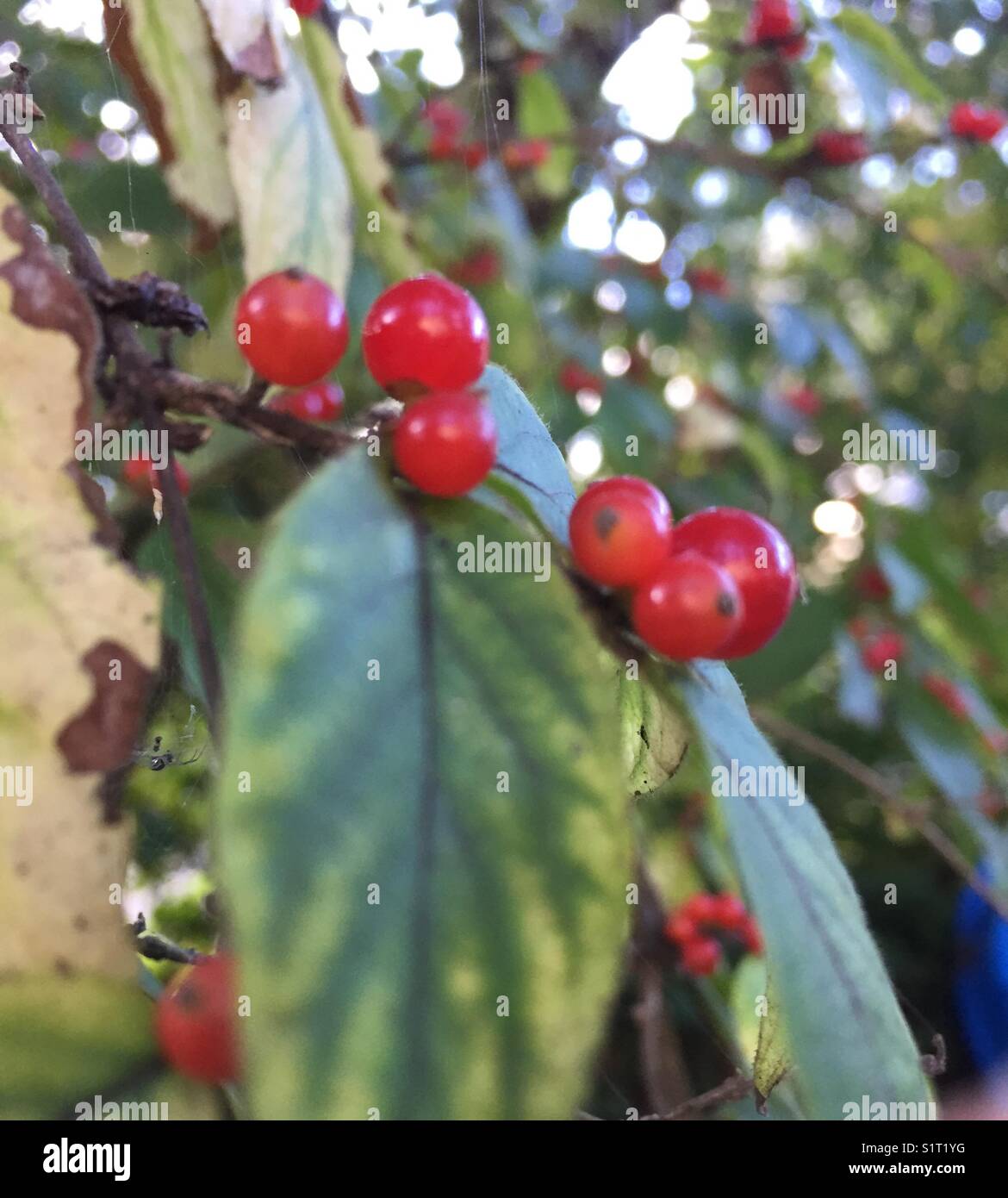 Vermutlich Gift (Bush geißblatt) Stockfoto