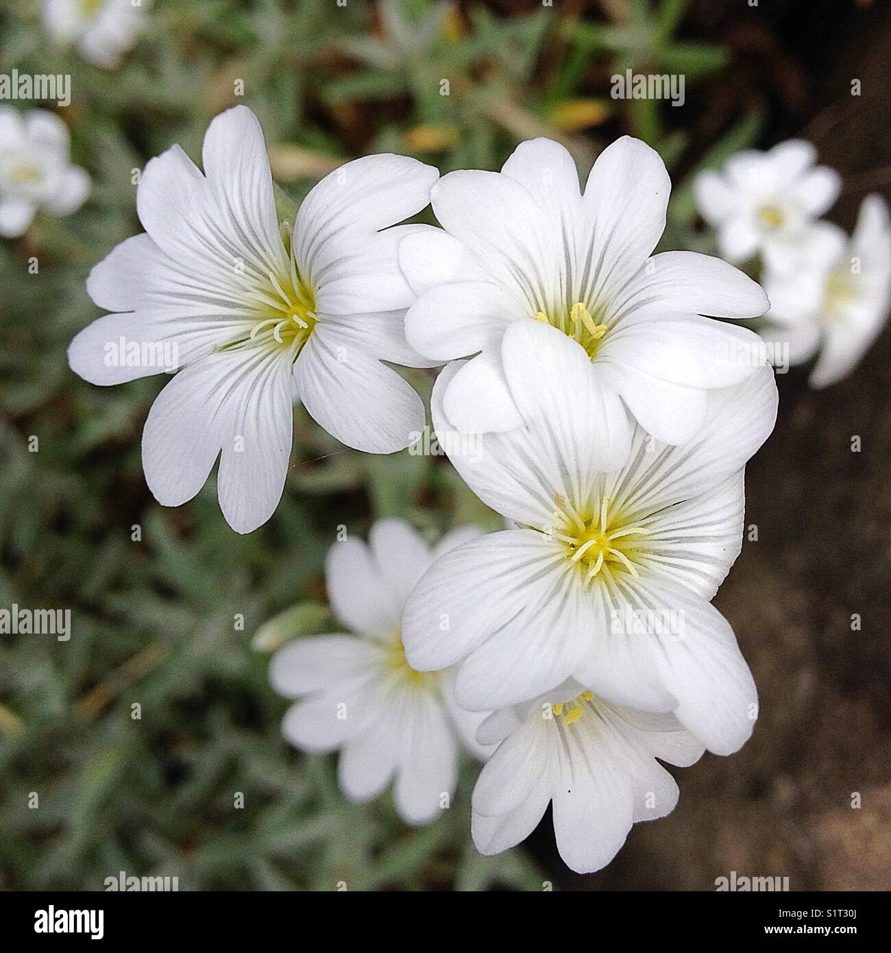 kleine weiße Blumen Stockfoto