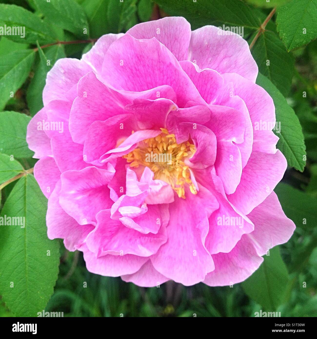 Rosa Wildrose Stockfoto