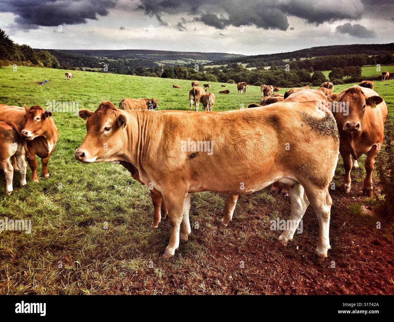 Red Angus Kälber und Kühe in Derbyshire Stockfoto