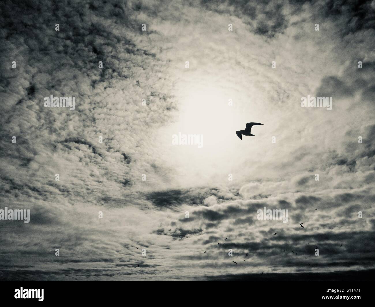 Ein Vogel fliegt in einem atmosphärischen Himmel Stockfoto