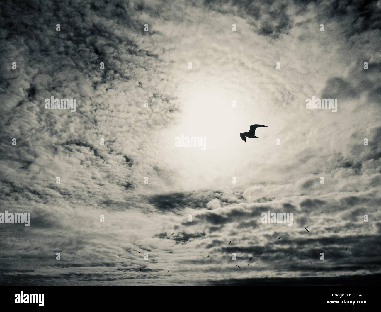 Vogel fliegen in einem atmosphärischen Himmel Stockfoto
