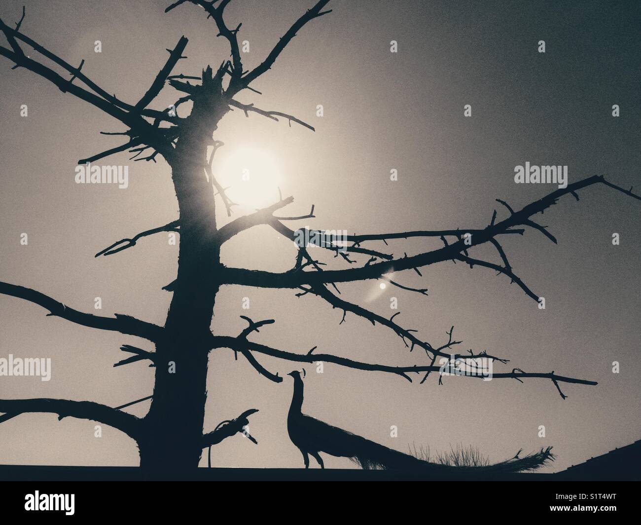 Silhouette eines männlichen Pfaus neben einem Baum vor der Nachmittagssonne - Smartphone-aufgenommenes Stockfoto