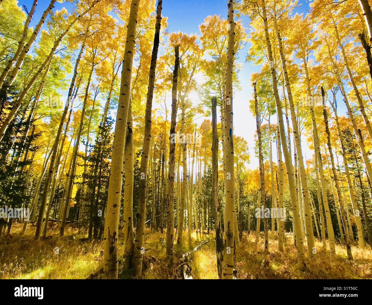Herbst Farbe ändern in Flagstaff, AZ Stockfoto