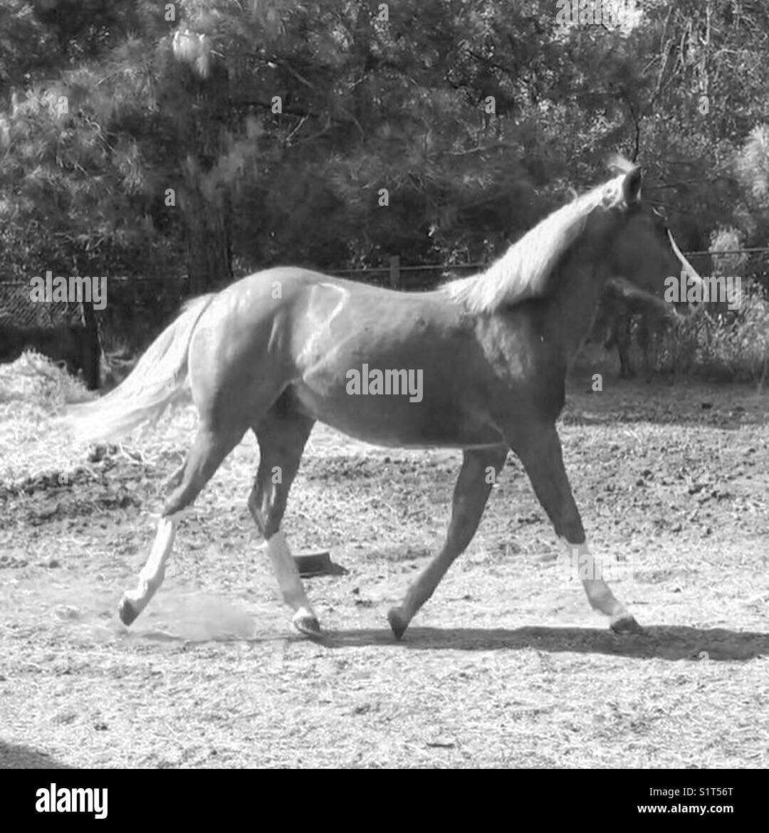 Asa Gefühl zu Hufen glücklich zu Freiheit equine therapeutisches Zentrum Stockfoto